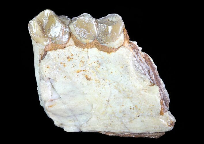 Oreodont (Leptauchenia) Jaw Section - South Dakota #70119